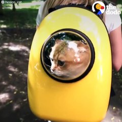 Funny Pets In Suitcases Compilation The Dodo Daily