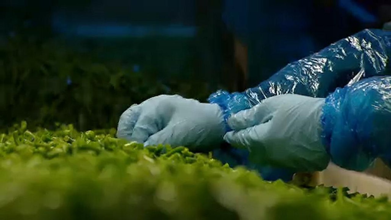 Listerien: Rückruf für TK-Gemüse aus Ungarn