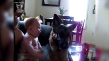 Funny German Shepherd German Shepherd Are Awesome Dogs Compilation