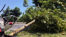 Minibüs yol kenarındaki ağaca çarptı: 4 yaralı