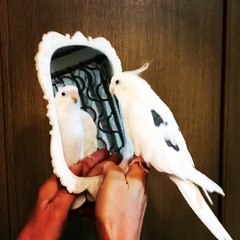 A bird beats in rhythm on a mirror