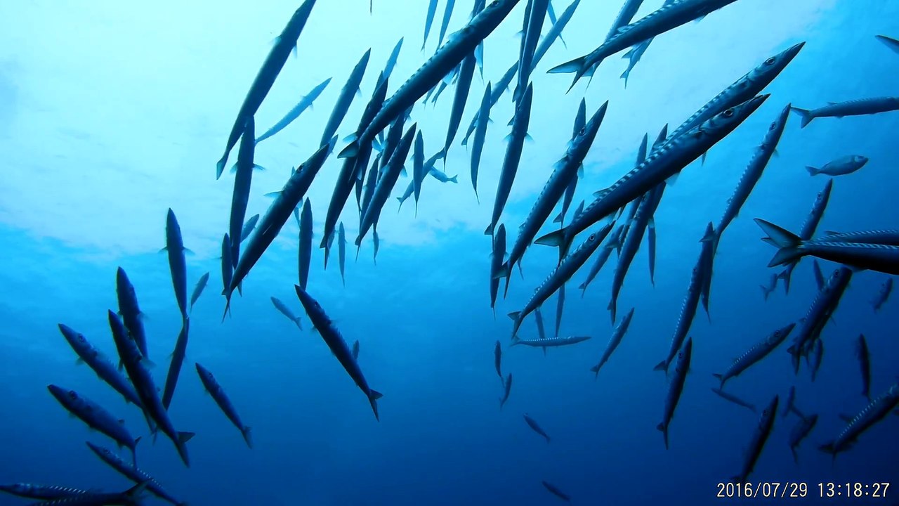 Baracudas West Coast Divers Mallorca