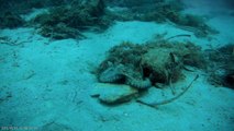 Octopus am spielen West Coast Divers Mallorca