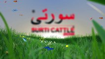 SURTI CATTLE FARM || Cow Mandi Bakra Eid in pakistan 2018