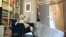 People Are Tricking Their Dogs in the ‘What the Fluff’ Challenge