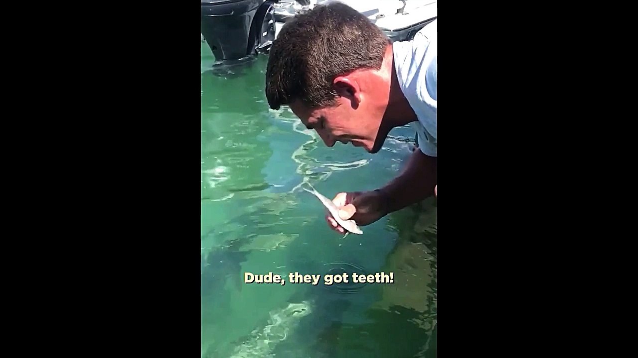 Feeding tarpon fish using mouth.
