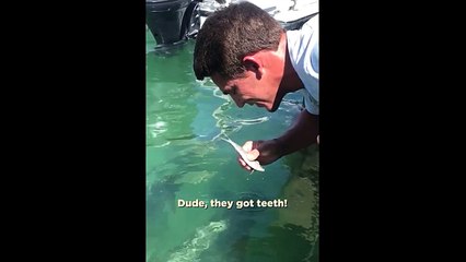 Feeding tarpon fish using mouth.
