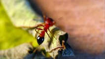 Ant Mimicking Jumping Spider Peckhamia