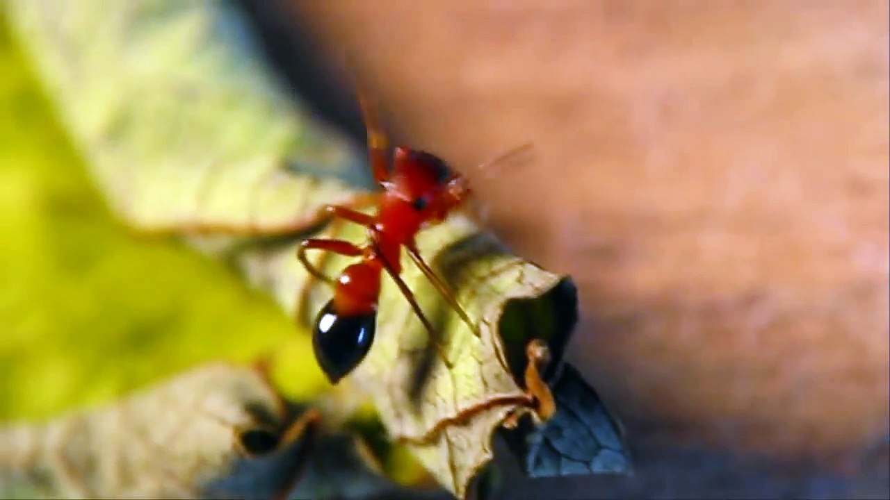 Ant Mimicking Jumping Spider Peckhamia