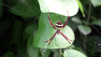 4K Argiope Amoena spider
