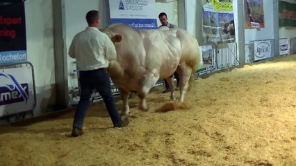 Ce taureau de plus d'une tonne est tellement musclé