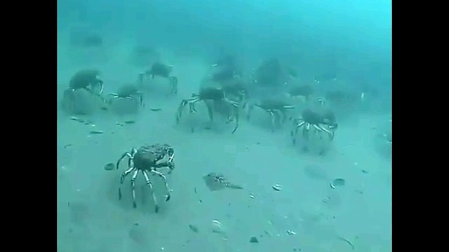 Leatherjacket fish swim through a sea of spider crabs