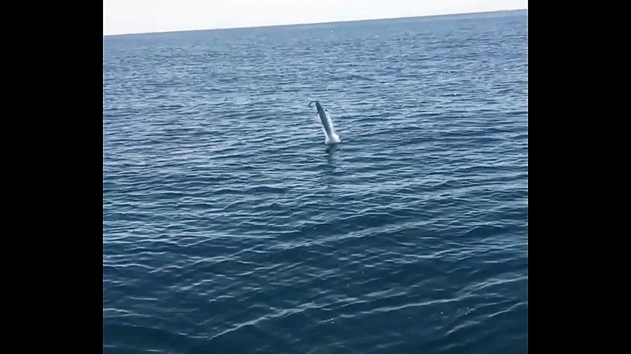 Fish getting some air