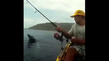 Скачать видео: Damn sharks. Fishing on a kayak is incredibly dangerous.