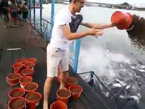 L'heure du repas pour un banc de poissons énorme... Impressionnant