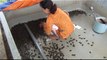 Pas facile de nettoyer le bassin des bébés tortues...