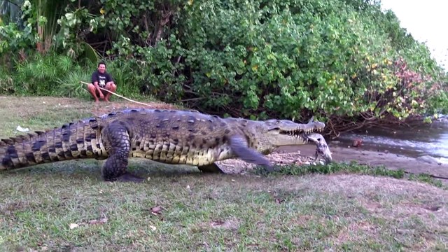 Tout les jours il nourrit un crocodile géant sauvage