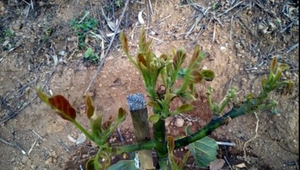 CULTIVO DE AGUACATE||3 MESES DESPUES DEL TRASPLANTE||SALOMON HERNANDEZ REX