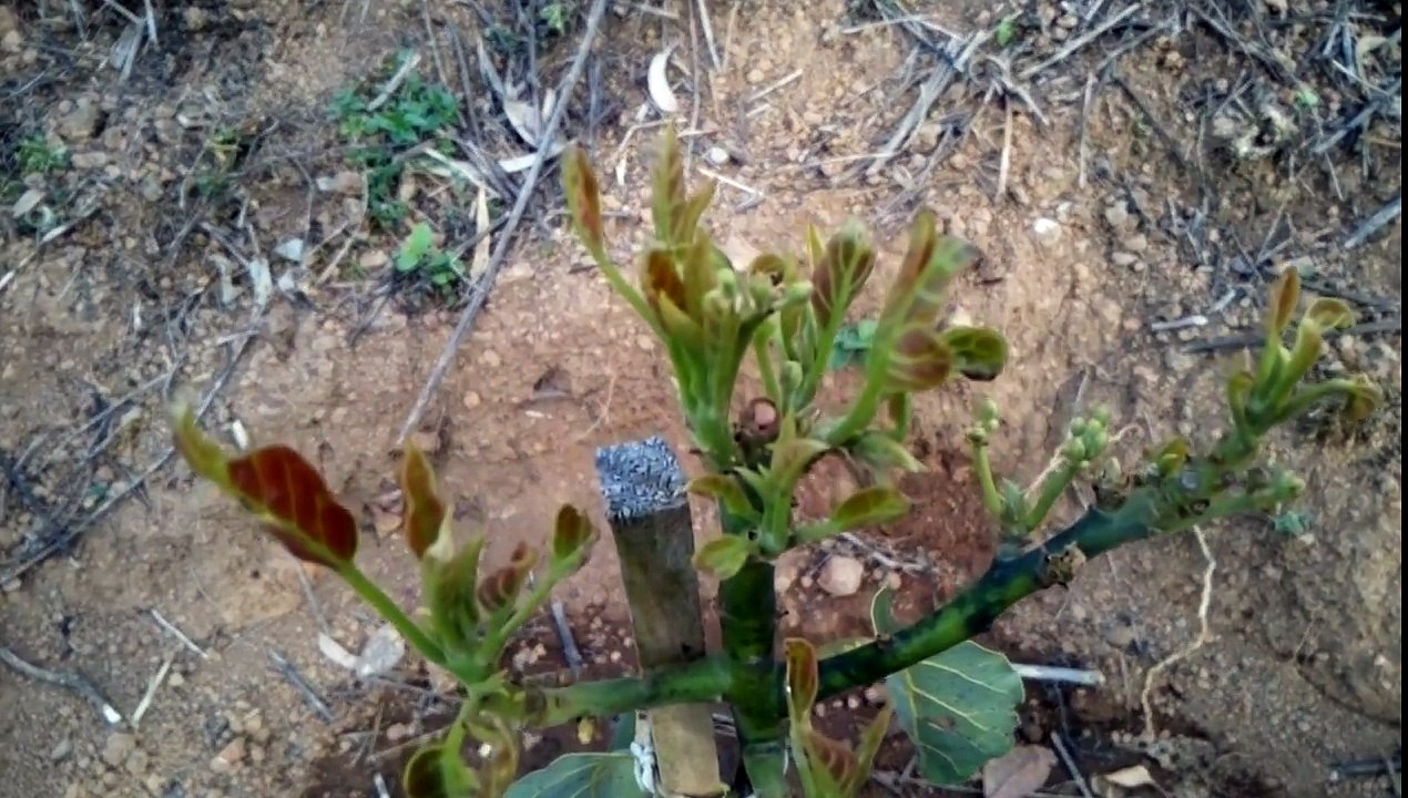 CULTIVO DE AGUACATE||3 MESES DESPUES DEL TRASPLANTE||SALOMON HERNANDEZ REX
