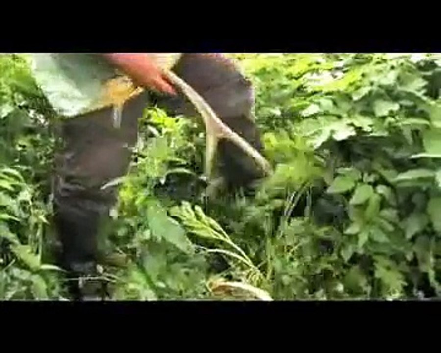 AURUM Heiler am Wegesrand Wolf Dieter Storl Trailer www weltinnenraum de