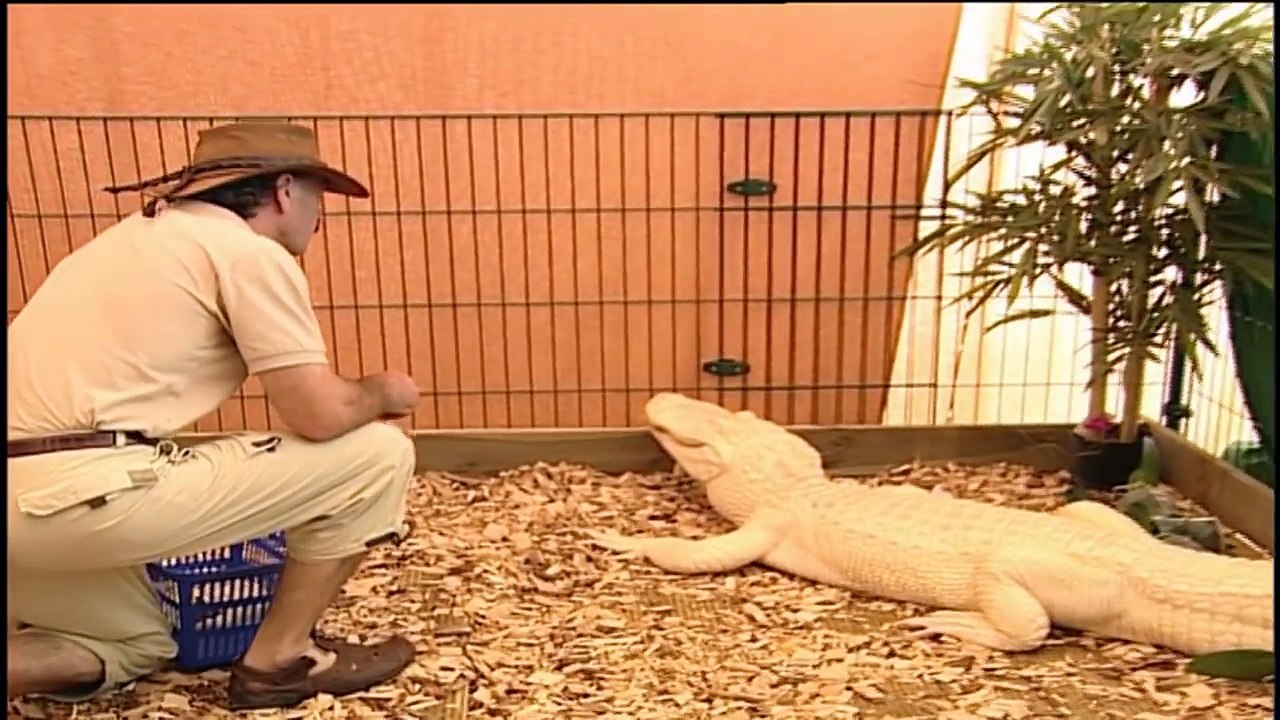 Wie gefährlich ist das Albino Krokodil? Galileo ProSieben