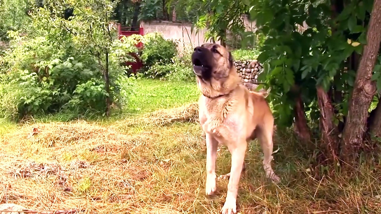 5 Hunde die einen Wolf töten können