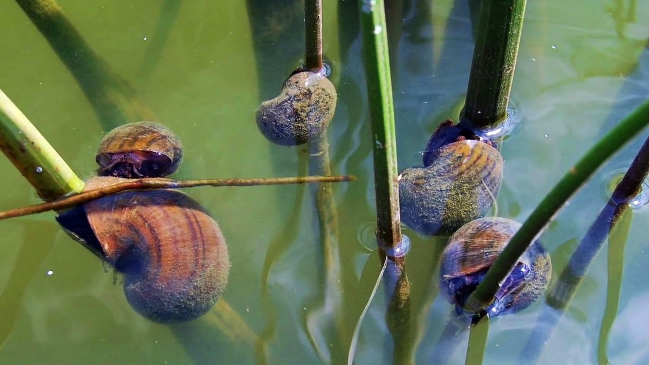 Vorsicht Die gefährlichsten Lebewesen der Welt 2018 !