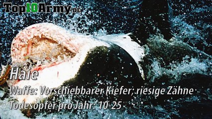 Top 10 Die GEFÄHRLICHSTEN Tiere der Welt!