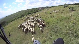 Herding Sheep Or Paragliding Fail?