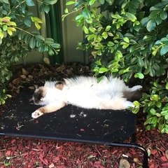 My cat sleeping outside home like a boss and birds sing around her