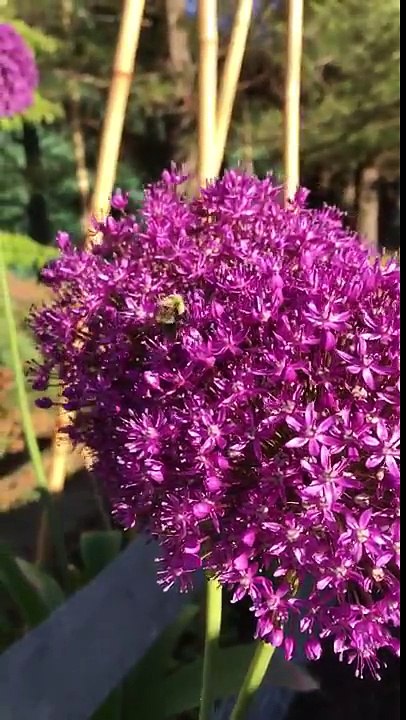 Allium Gladiator