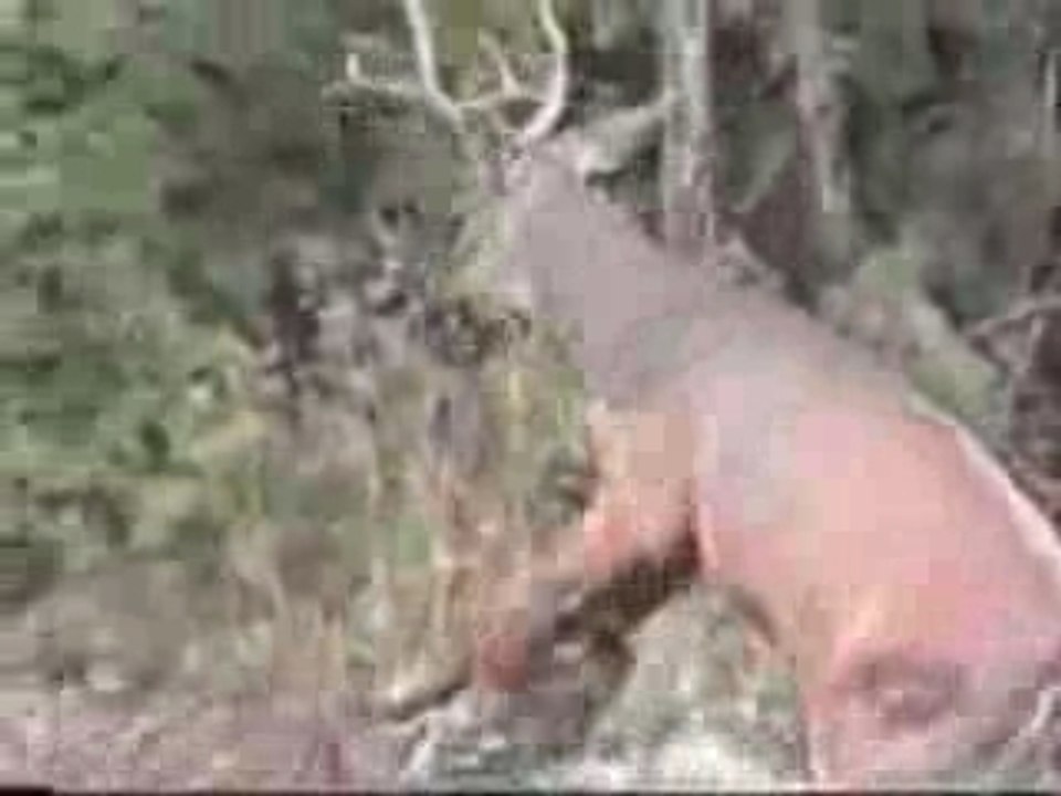 Hunter gets hunted