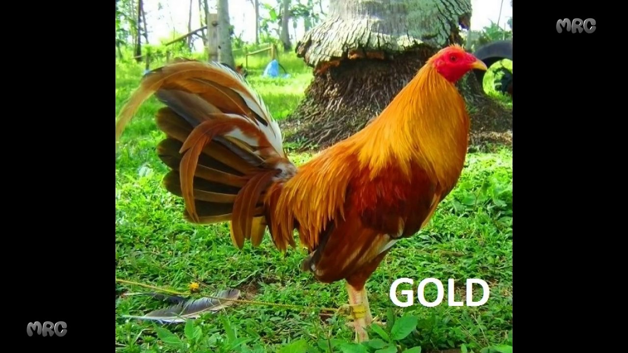 Lineas De Gallos, Razas de Gallos