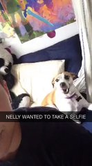 funny clip dog wants to make a selfie