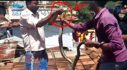 வீட்டிற்குள் புகுந்த ராஜநாகம்- வீடியோ