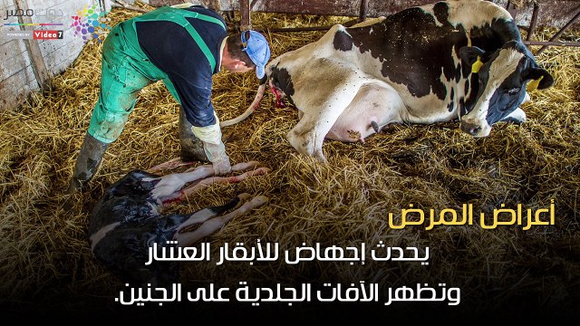 معلوماتى.. مرض الجلد العقدى يهدد الثروة الحيوانية.. الأعراض وطرق العلاج