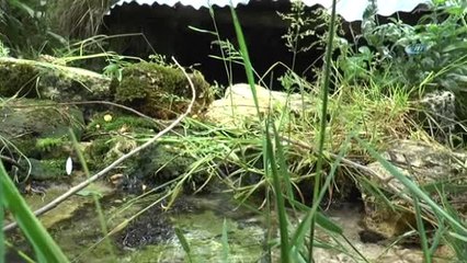 Bu Değerli Kaynak Suyu Yıllardır Boşuna Akıyor