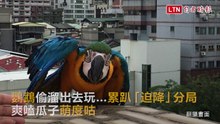 鸚鵡偷溜出去玩…累趴「迫降」分局 爽嗑瓜子萌度咕