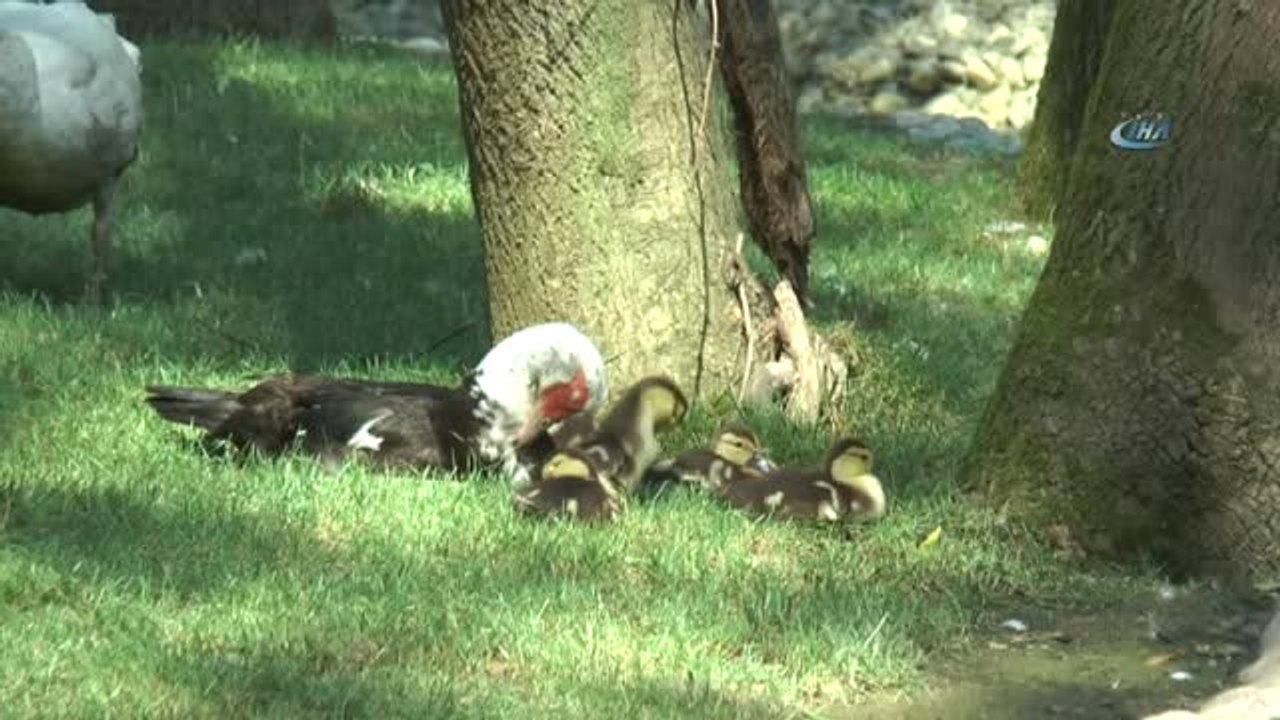 Atıl Durumdaydı, Avrupa'nın En Büyük Doğal Yaşam Parkı Oldu