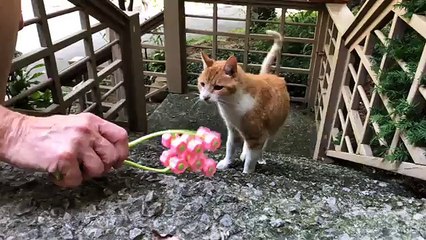 LIVE: This cat is recovering from 4th of July with a nice massage ☺️