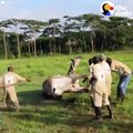 When a giraffe was spotted with wire around his neck, people got him down to the ground very, very carefully so they could set him free 