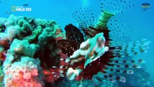The Most Dangerous Fish of the Tropical Ocean