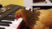 This genius chicken knows every single note of America the Beautiful   (Listen with sound )