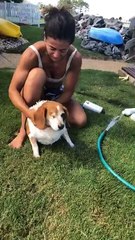 LIVE: This senior pup is about to get a bath and he’s not sure how he feels about it 