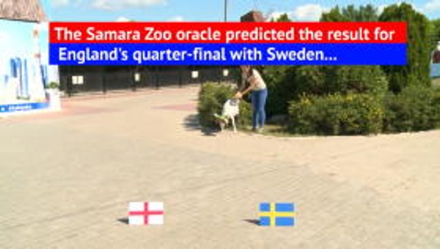 Goat nicknamed 'The Samara Oracle' predicts Sweden victory over England