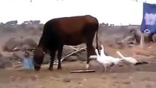 COMİC ANİMALS You'll laugh funny to six komik gülmekten altınıza edeceksiniz GÜL