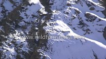 Snow Leopard and prey take deadly tumble off 400 foot cliff  big cat wins  Rarest shot EVER