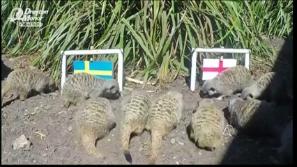 حيوان السرقاط يتنبأ بنتيجة مباراة انجلترا والسويد