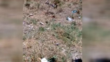 Yılanların dansı görenleri şaşırttı