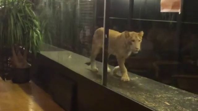 Un bar à chicha expose un jeune lion pour attirer les clients (Istanbul)